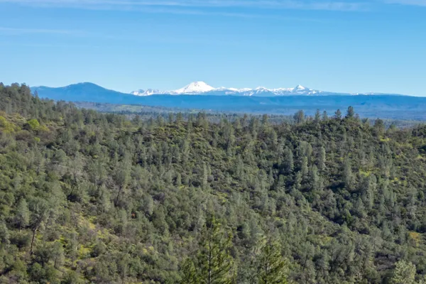 a view of a forest with a forest