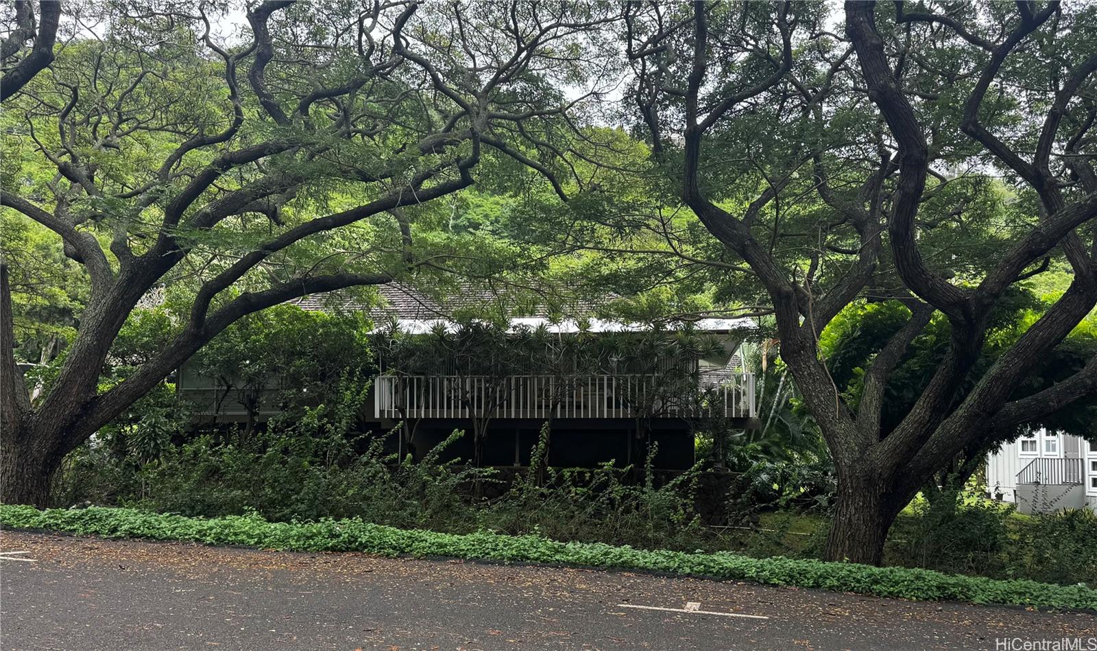 a view of backyard with plants and large trees