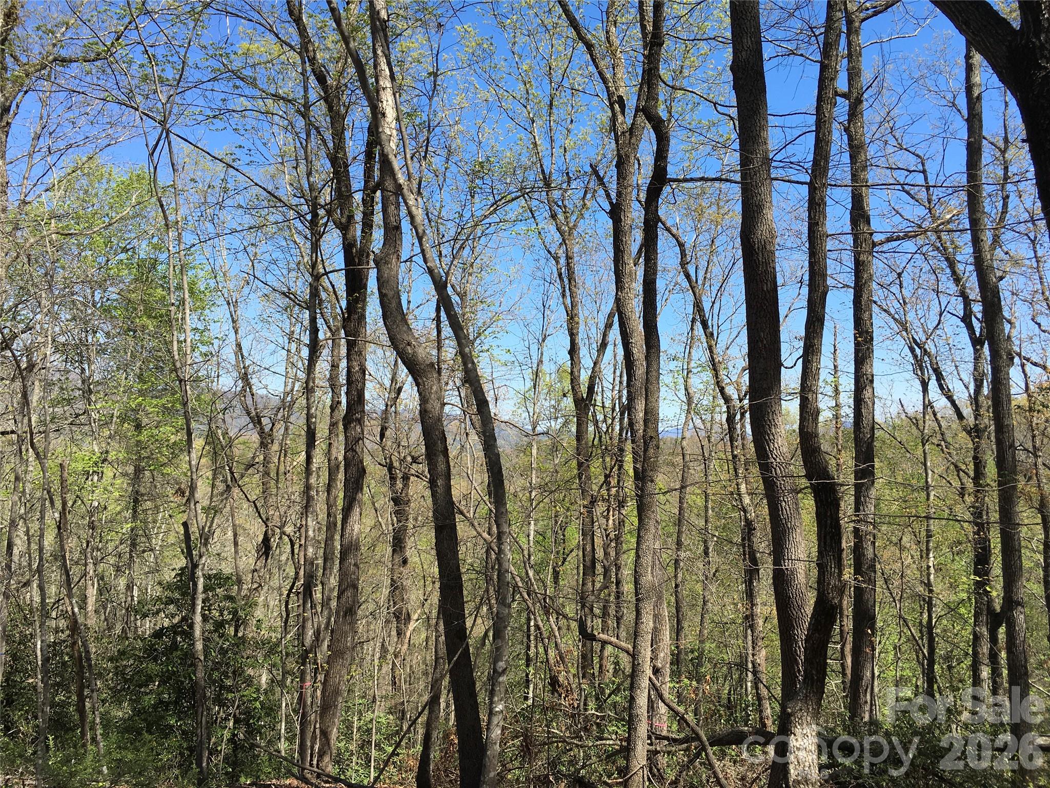 0 Lytle Mountain Road Marion, NC 28752 - Photo 11 of 43 a view of forest