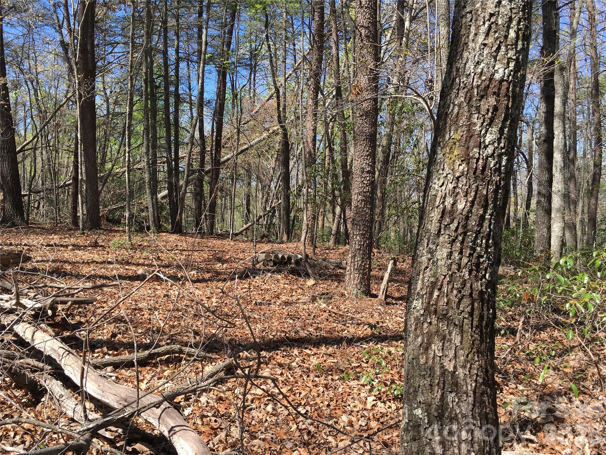0 Lytle Mountain Road Marion, NC 28752 - Photo 20 of 43 a view of tree