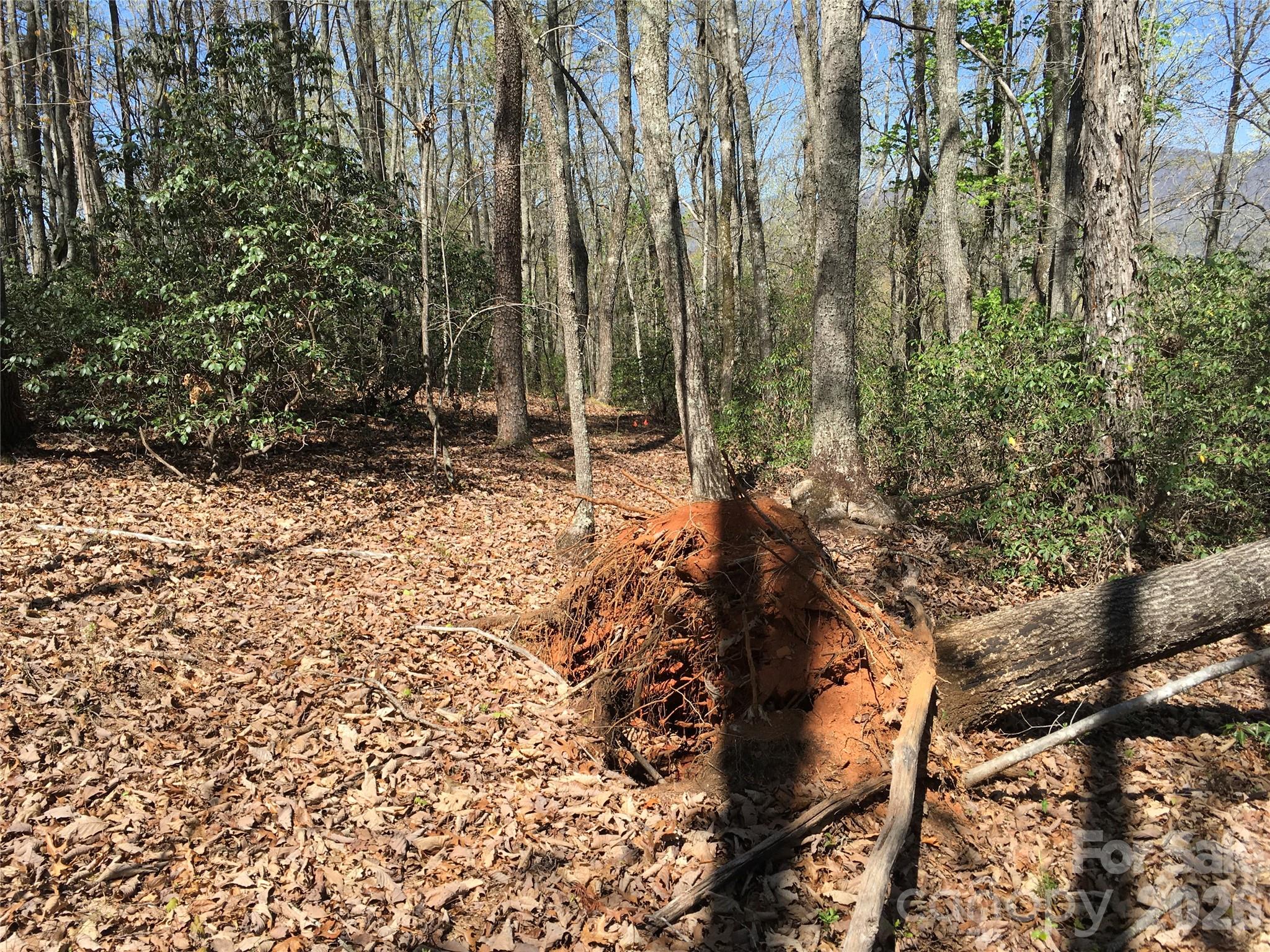 0 Lytle Mountain Road Marion, NC 28752 - Photo 22 of 43 a view of a forest with trees