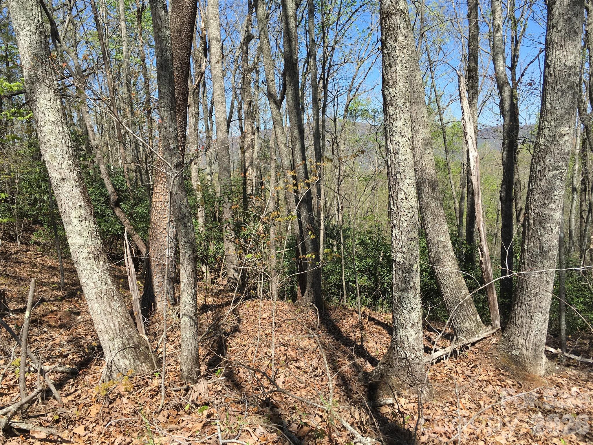 0 Lytle Mountain Road Marion, NC 28752 - Photo 27 of 43 a view of a yard with trees