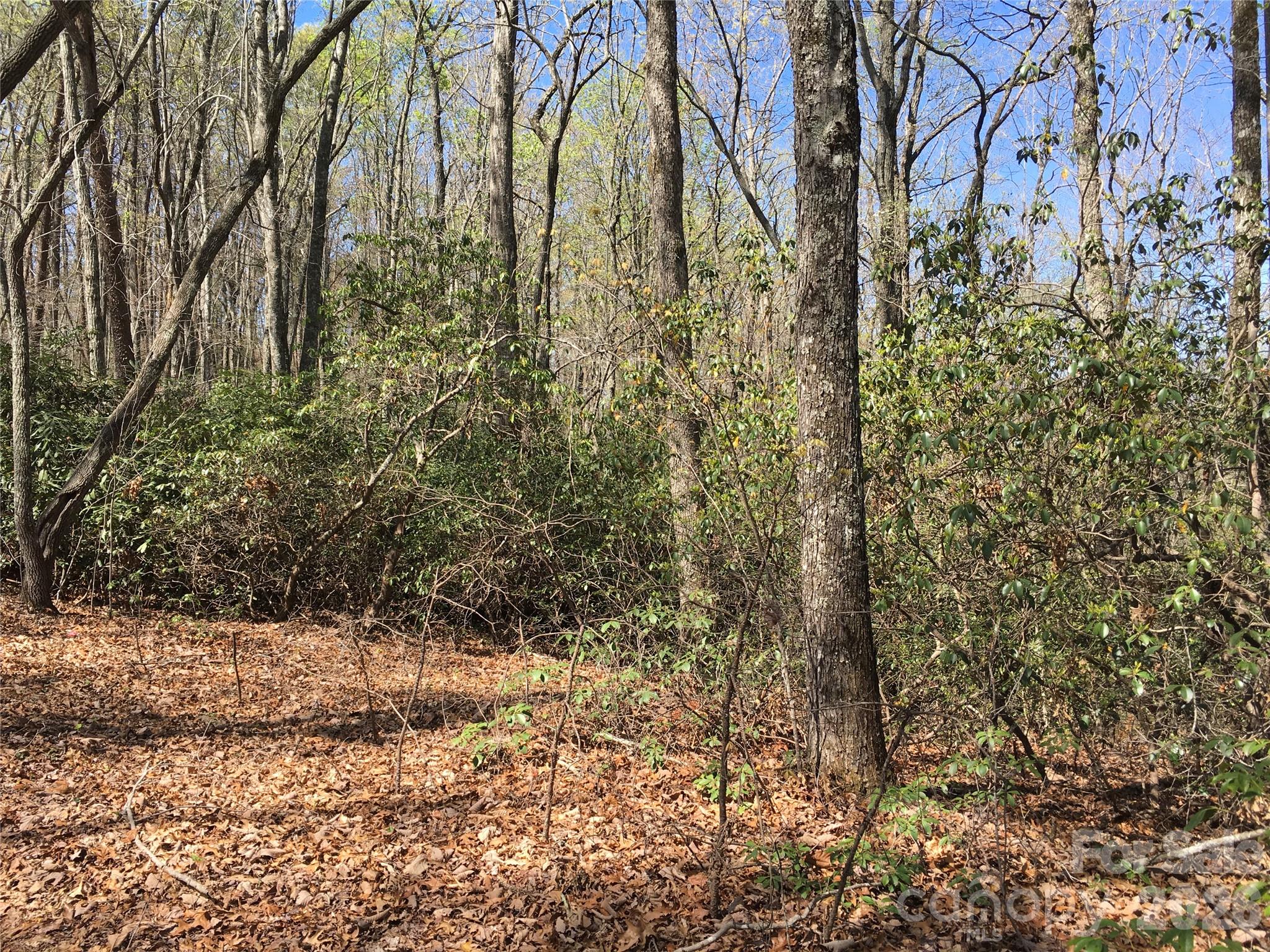 0 Lytle Mountain Road Marion, NC 28752 - Photo 30 of 43 a plant is in the middle of a yard