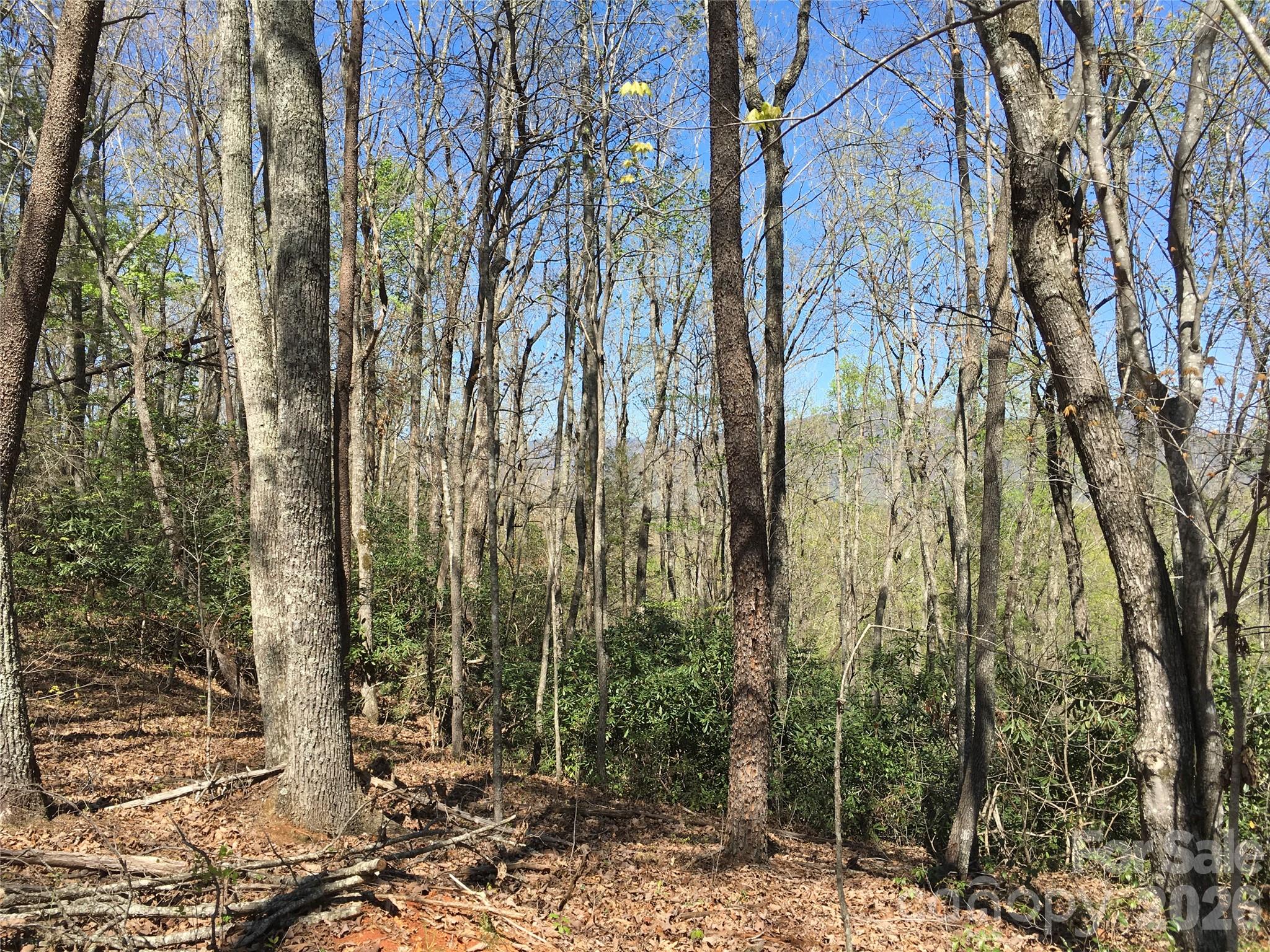 0 Lytle Mountain Road Marion, NC 28752 - Photo 31 of 43 a view of a forest filled with trees