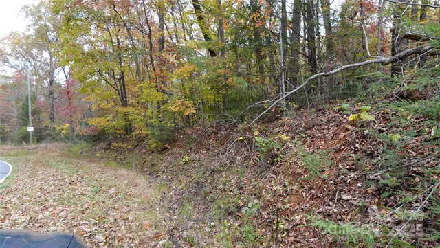 a view of a forest with a tree
