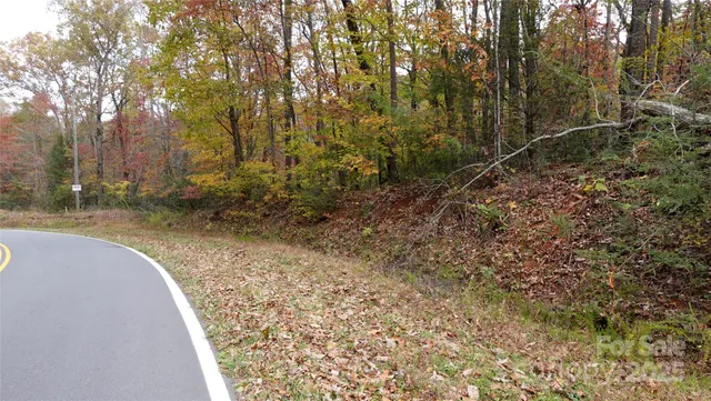 a view of a forest with trees in the background