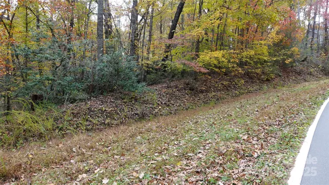 a view of a forest with trees in the background