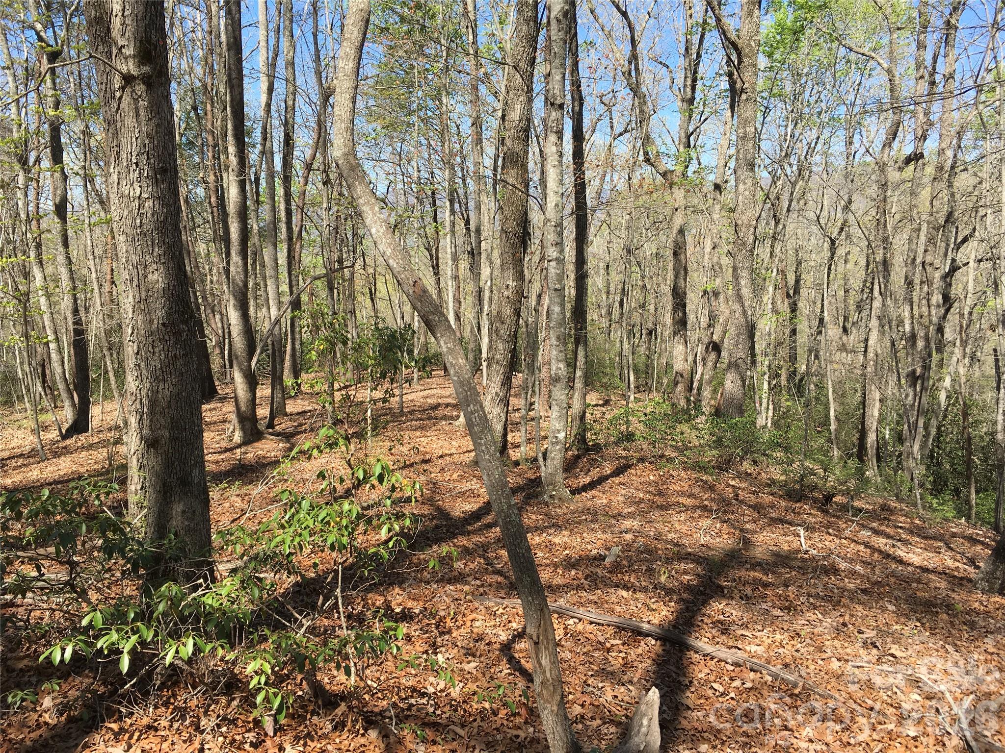 0 Lytle Mountain Road Marion, NC 28752 - Photo 9 of 43 a view of a forest filled with trees