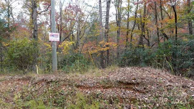 a view of a yard in a forest