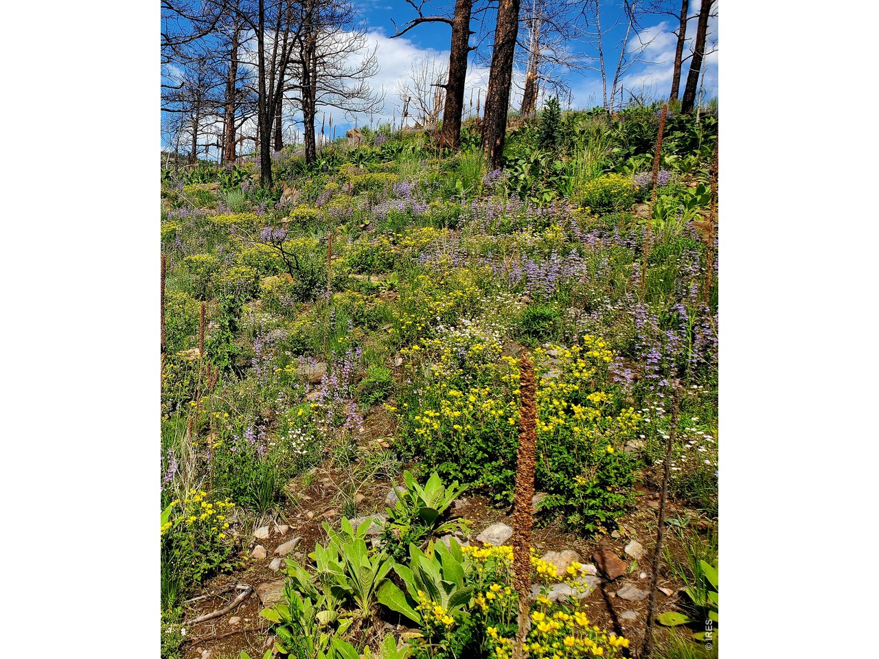 957 Stringtown Gulch Road Bellvue, CO 80512 - Photo 1 of 17 a view of a garden