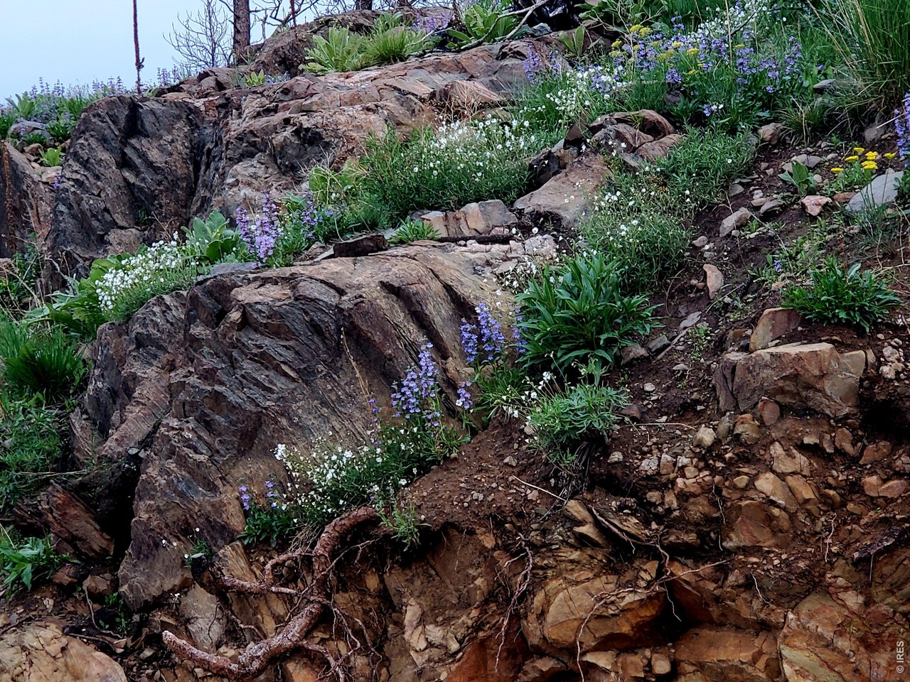 957 Stringtown Gulch Road Bellvue, CO 80512 - Photo 11 of 17 a view of a garden with a building
