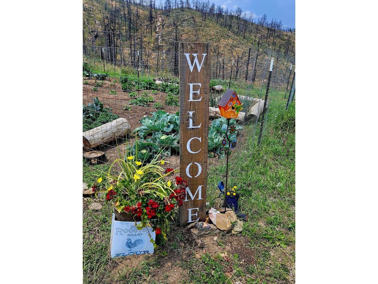 957 Stringtown Gulch Road Bellvue, CO 80512 - Photo 16 of 17 a view of a bunch of flowers