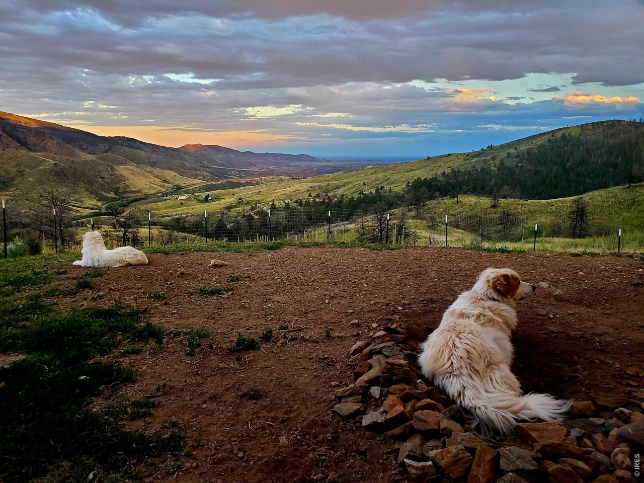 957 Stringtown Gulch Road Bellvue, CO 80512 - Photo 3 of 17 a view of a dry yard with wooden fence