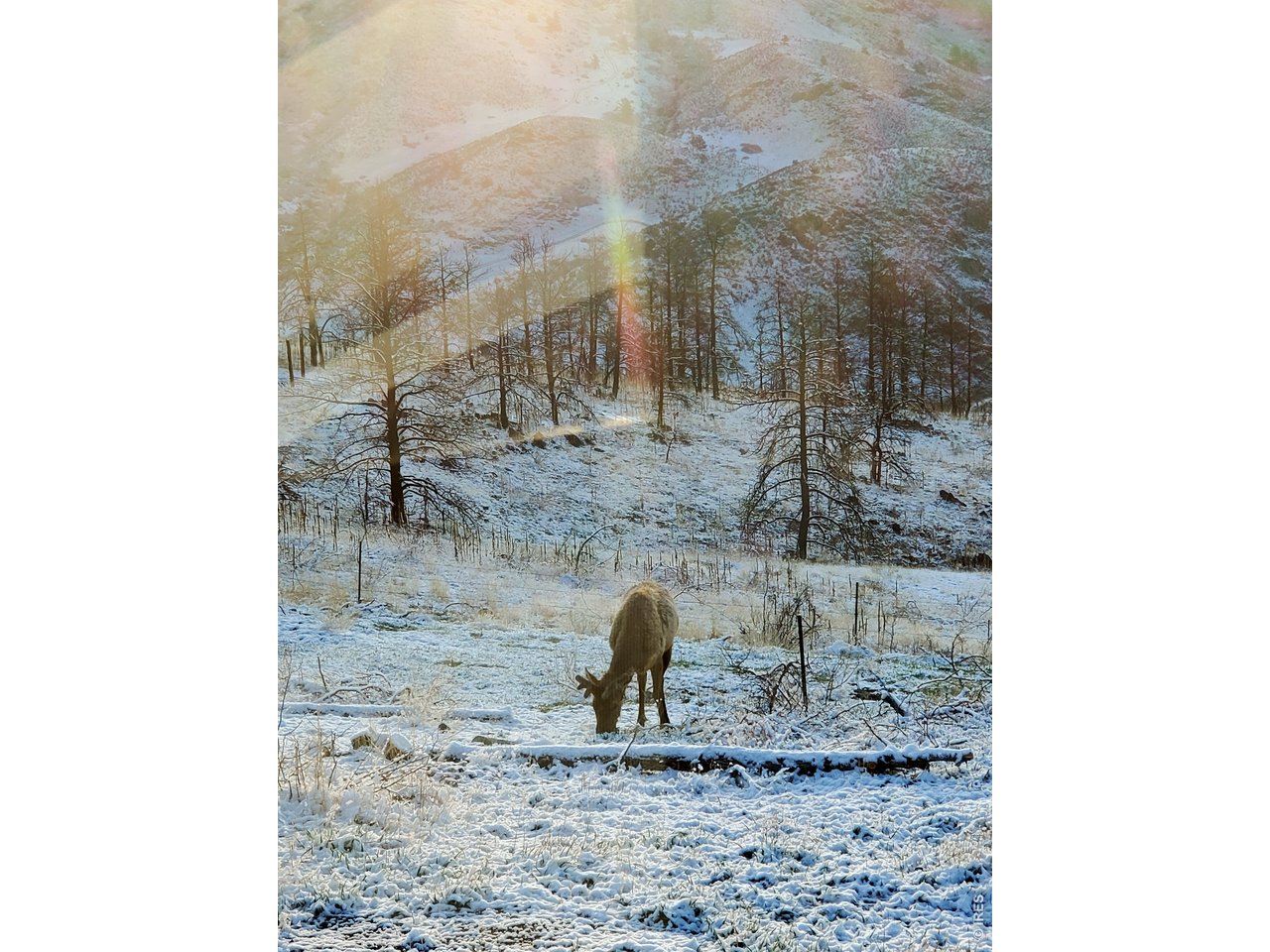 957 Stringtown Gulch Road Bellvue, CO 80512 - Photo 10 of 17 a view of a yard