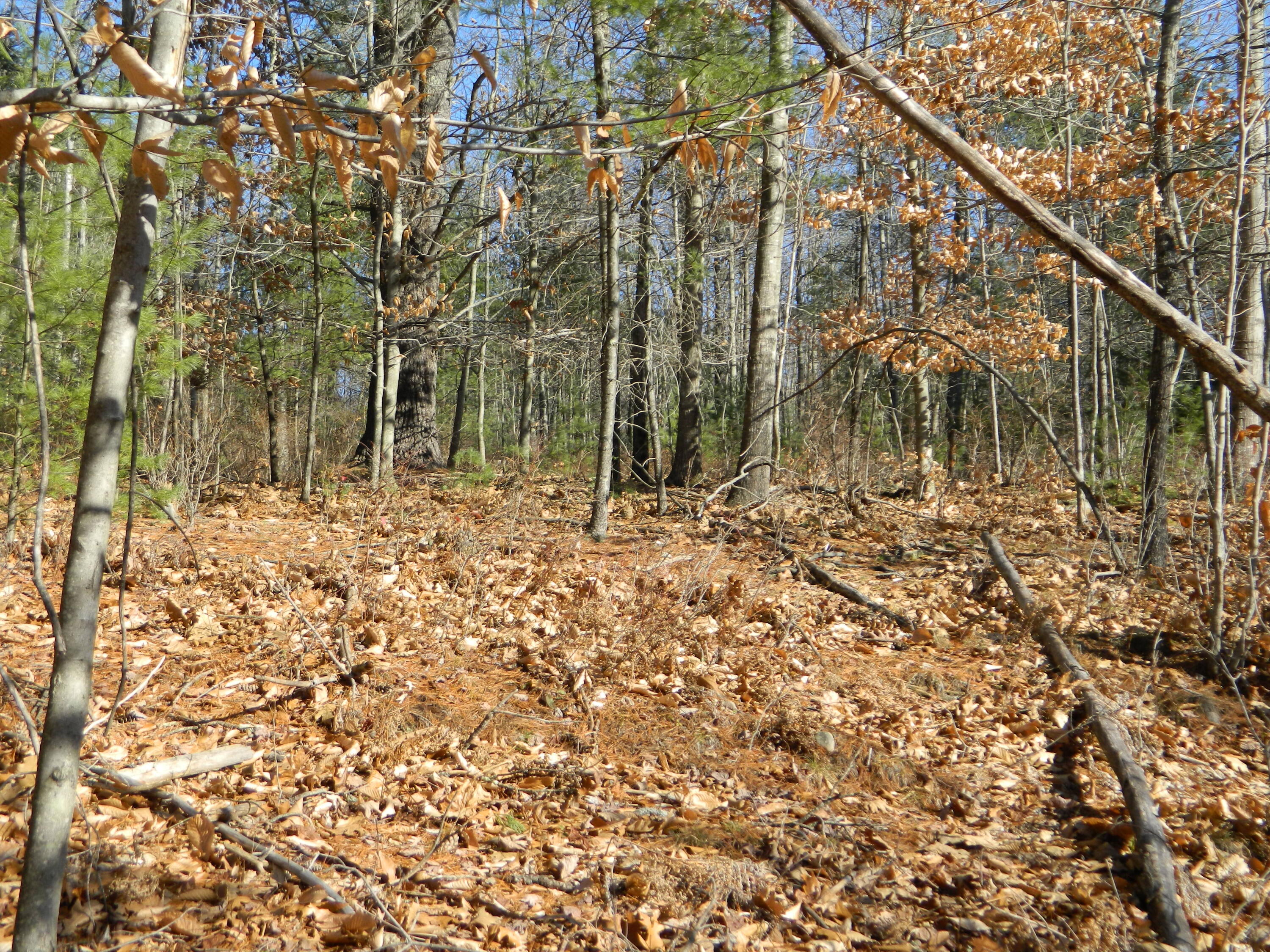 Lot #60 Middle Road Waterboro, ME 04087 - Photo 6 of 6 DSCN9129 (1)