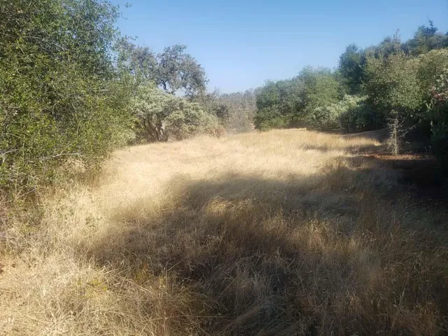 a view of a yard with a tree