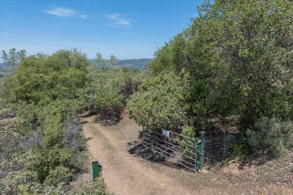 a view of a field with plants and trees
