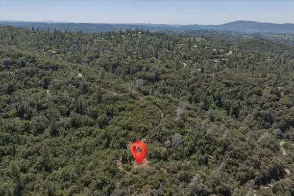 a view of a forest with a mountain