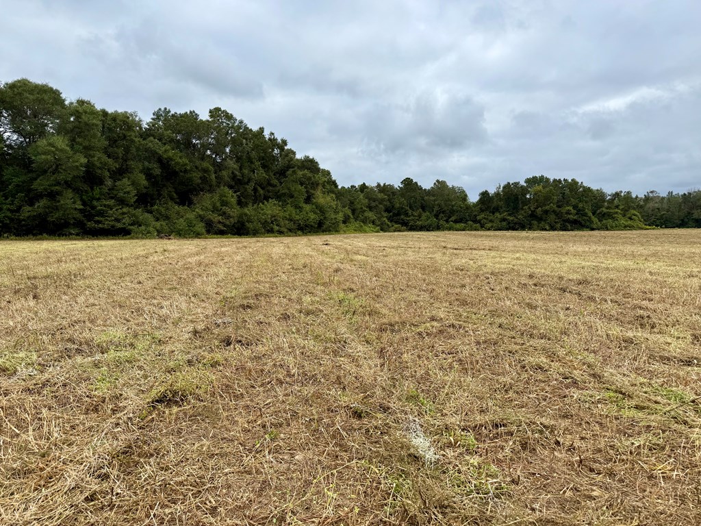 49-acres Mt Zion Road Gordon, AL 36343 - Photo 3 of 21