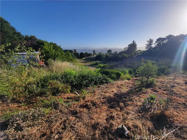 a view of a bunch of trees in a field