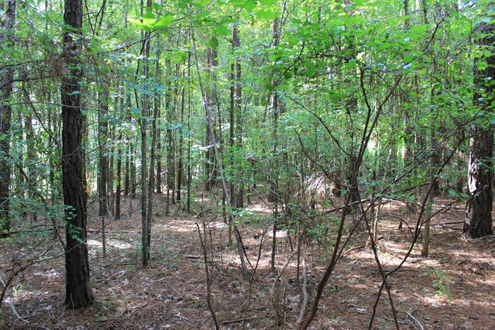 986 Ridgeside Drive Brandon, MS 39042 - Photo 11 of 16 Photo 11