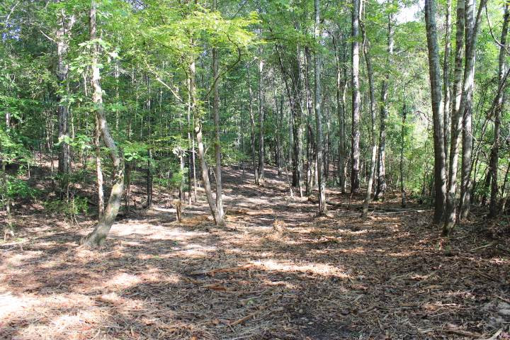 986 Ridgeside Drive Brandon, MS 39042 - Photo 3 of 16 Photo 3