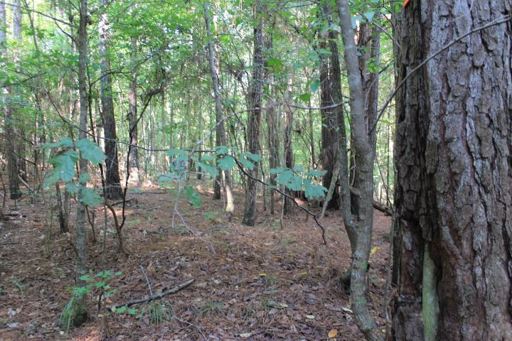 986 Ridgeside Drive Brandon, MS 39042 - Photo 8 of 16 Photo 8