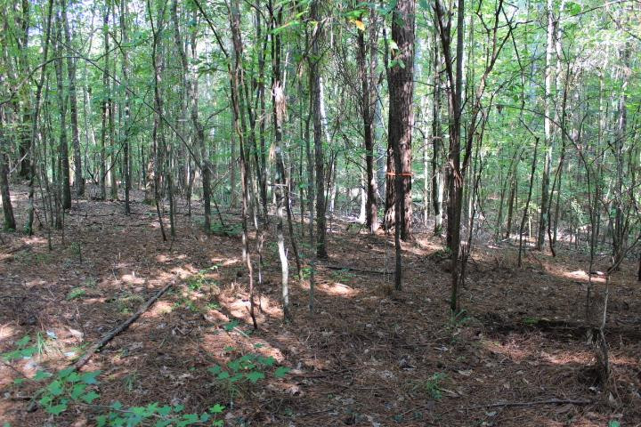 986 Ridgeside Drive Brandon, MS 39042 - Photo 9 of 16 Photo 9