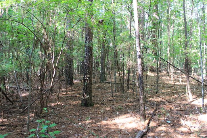 986 Ridgeside Drive Brandon, MS 39042 - Photo 10 of 16 Photo 10