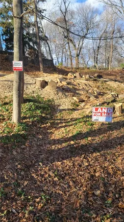 a street view with large trees