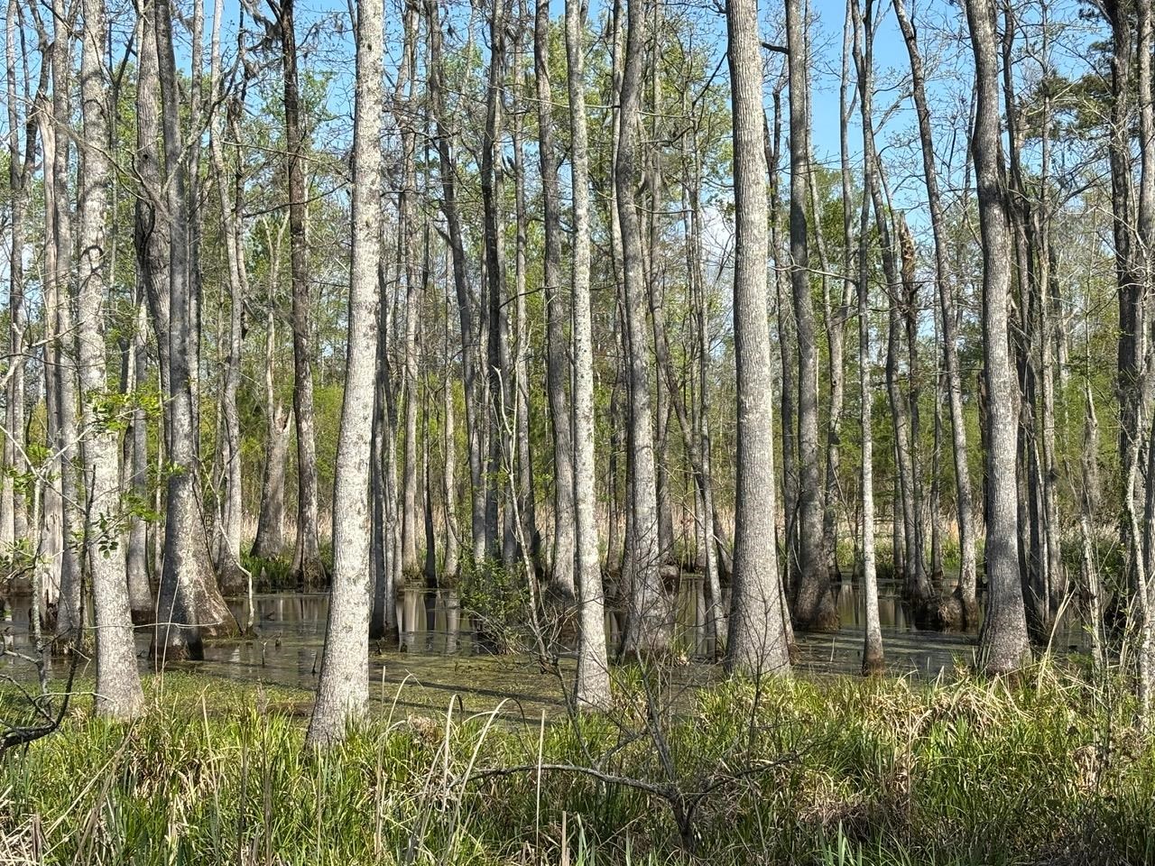 Rocky Ford Road Salters, SC 29590 - Photo 1 of 18