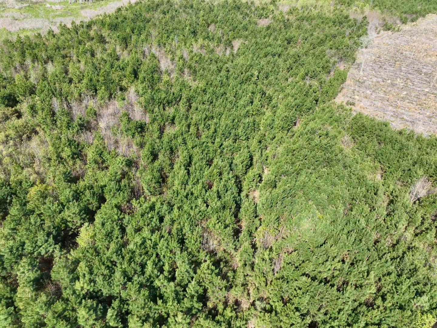 Rocky Ford Road Salters, SC 29590 - Photo 16 of 18