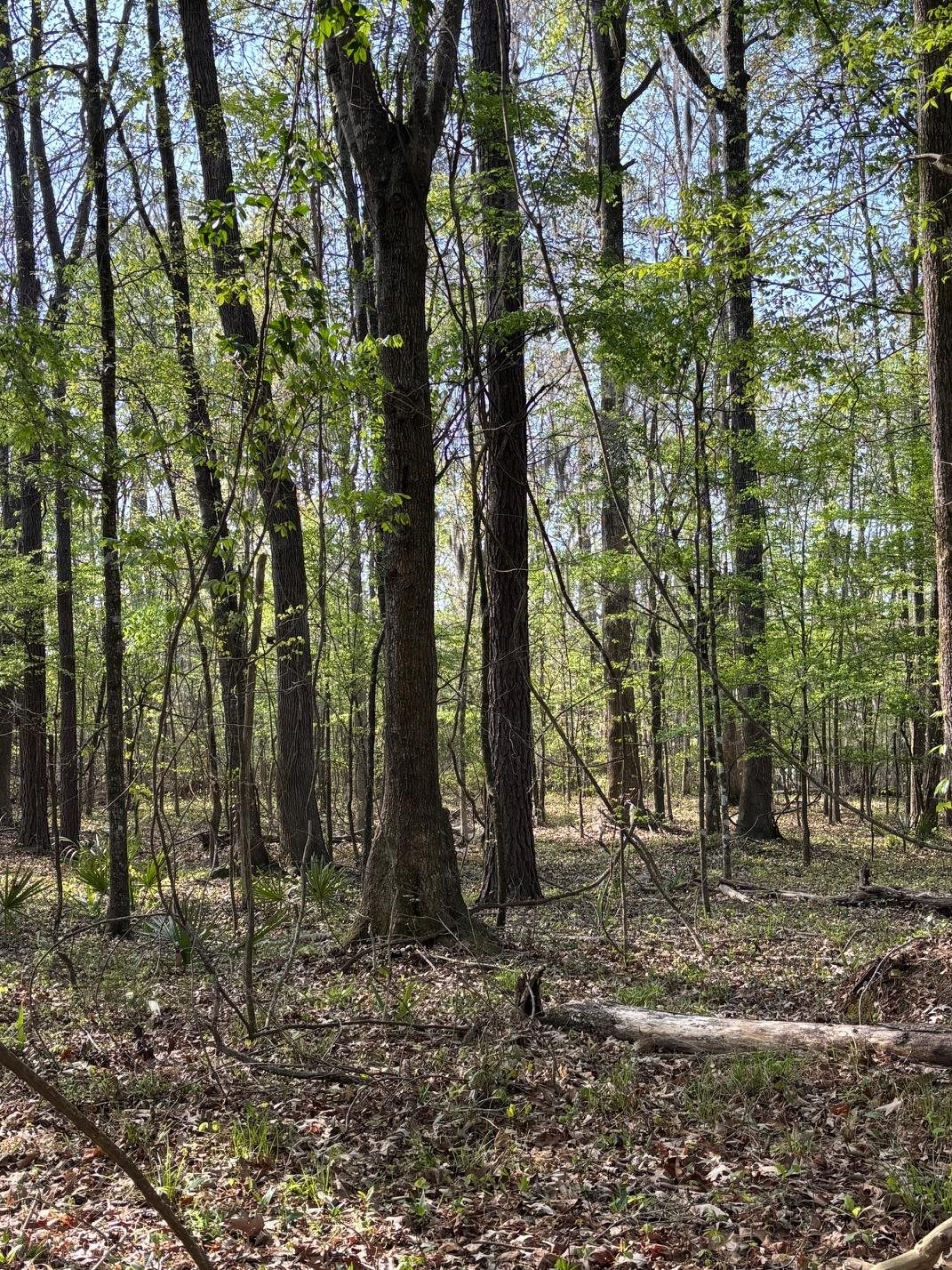 Rocky Ford Road Salters, SC 29590 - Photo 3 of 18