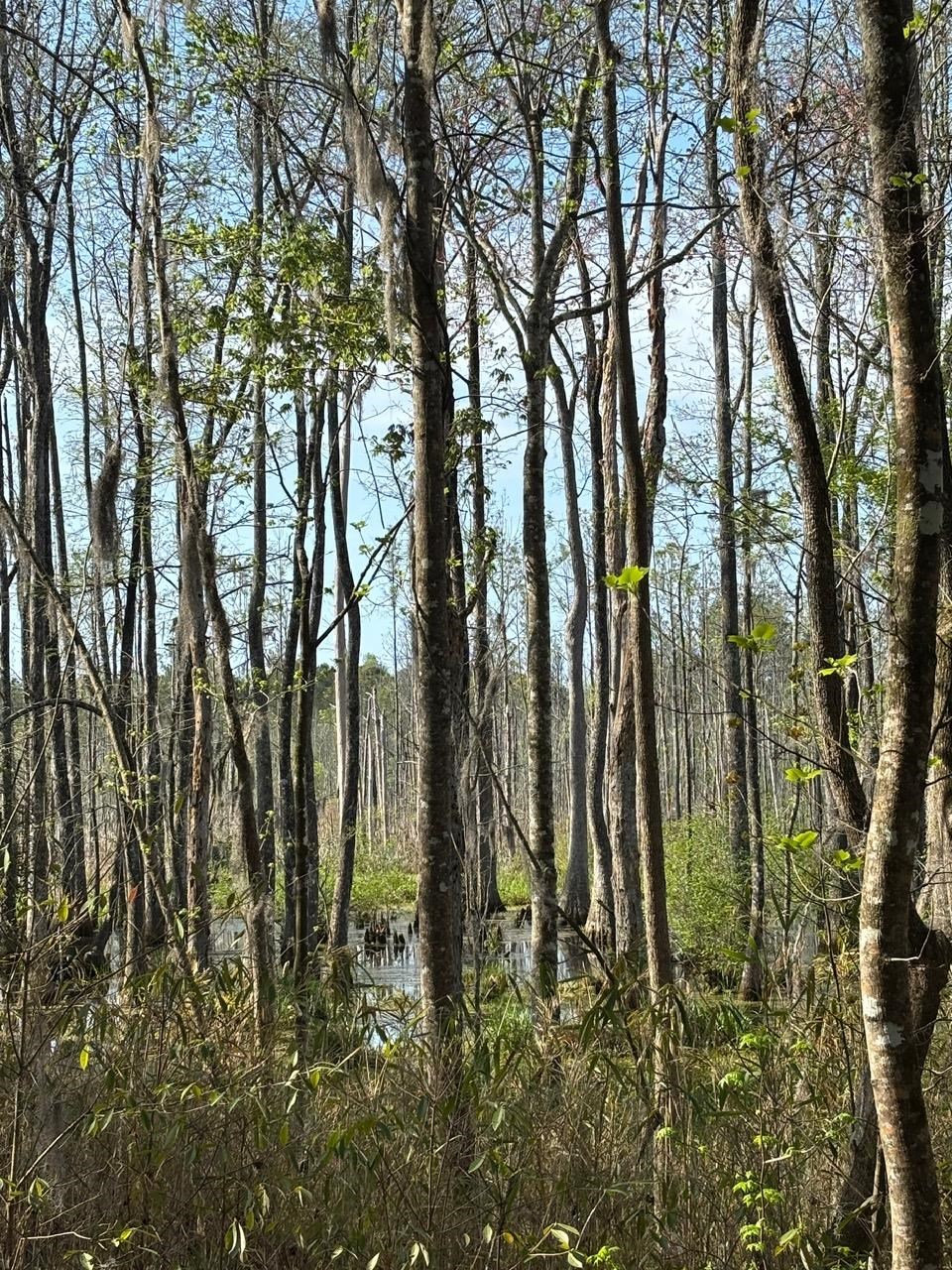 Rocky Ford Road Salters, SC 29590 - Photo 4 of 18