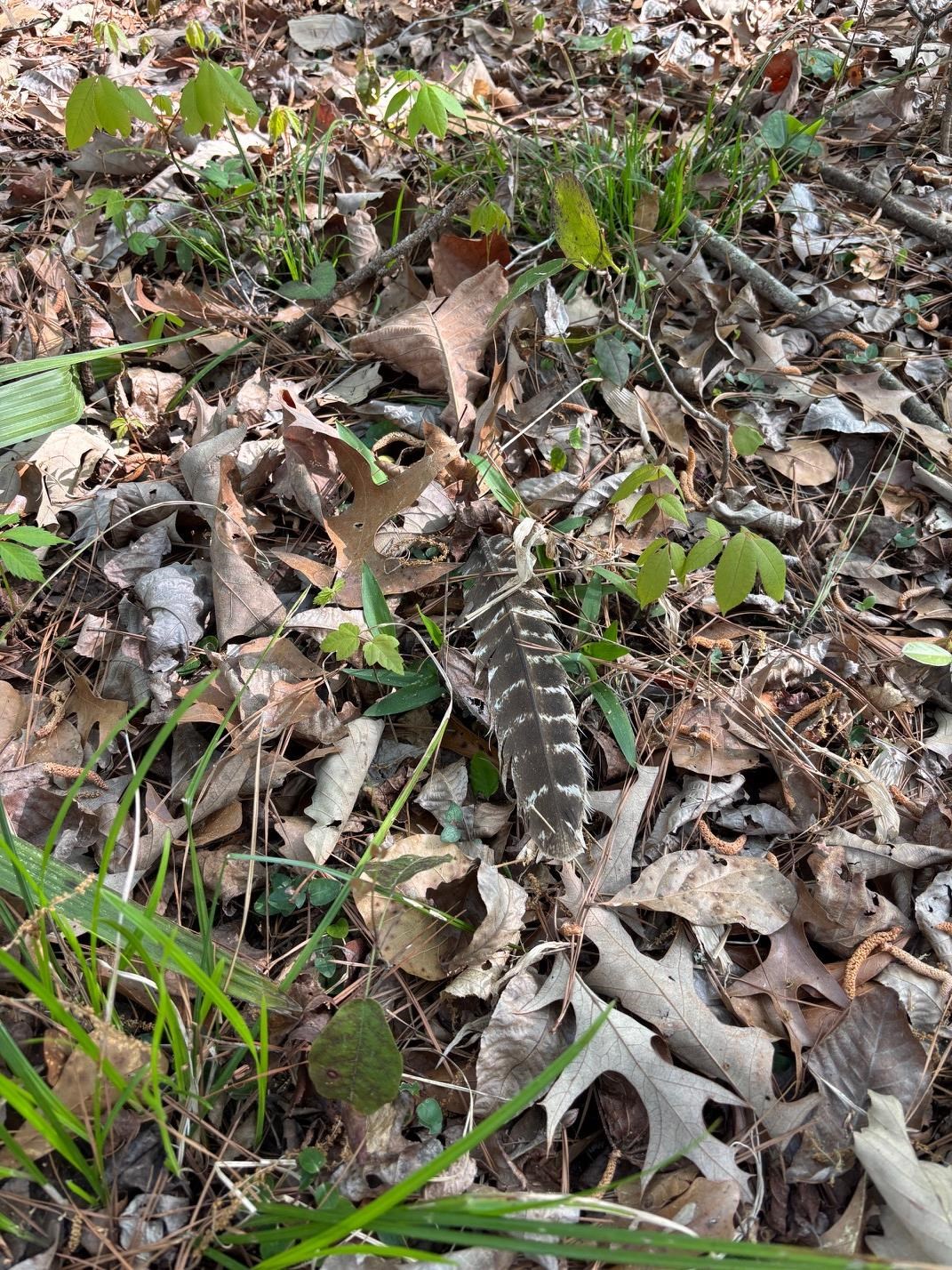 Rocky Ford Road Salters, SC 29590 - Photo 5 of 18