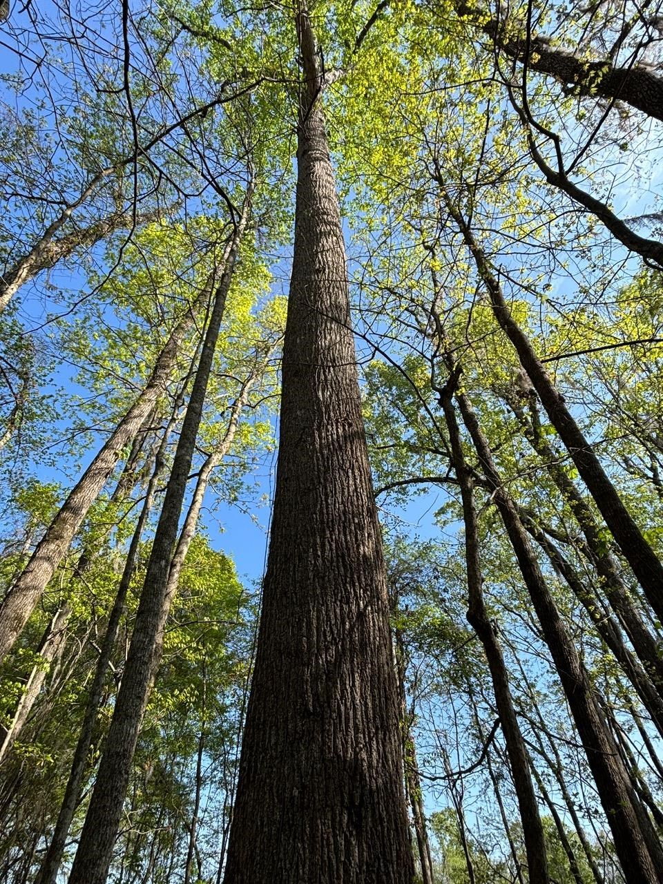 Rocky Ford Road Salters, SC 29590 - Photo 6 of 18