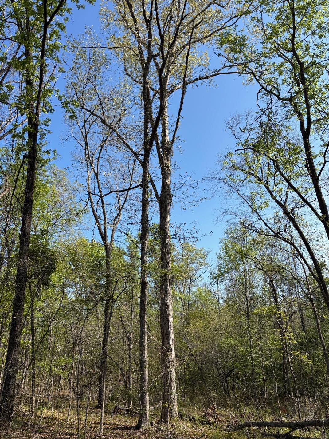Rocky Ford Road Salters, SC 29590 - Photo 7 of 18