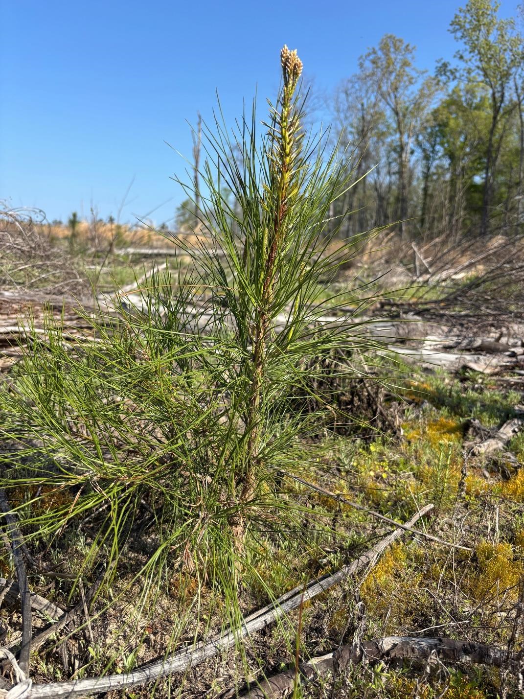 Rocky Ford Road Salters, SC 29590 - Photo 8 of 18