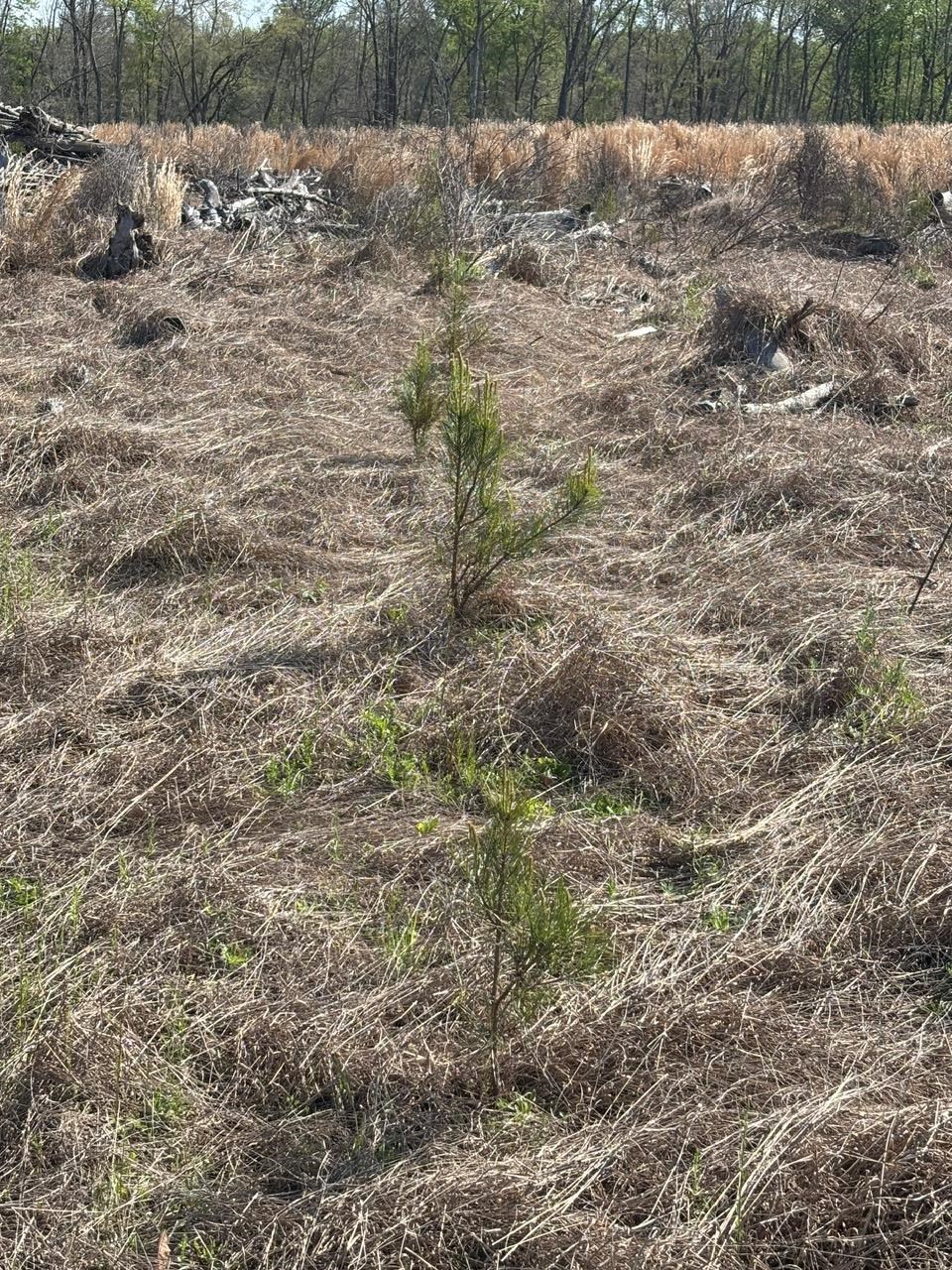 Rocky Ford Road Salters, SC 29590 - Photo 9 of 18