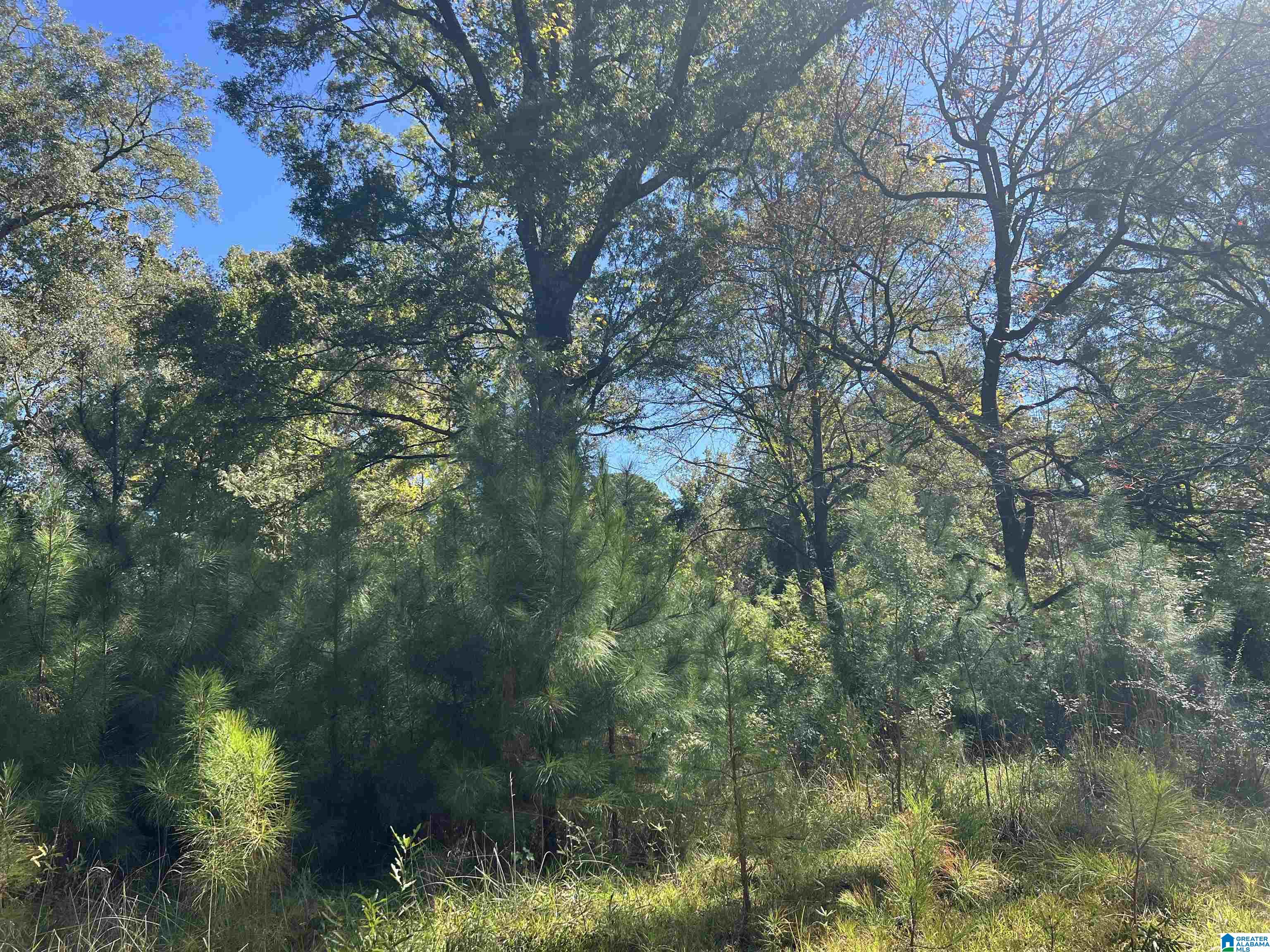 0 Odens Mill Road Sylacauga, AL 35151 - Photo 19 of 23