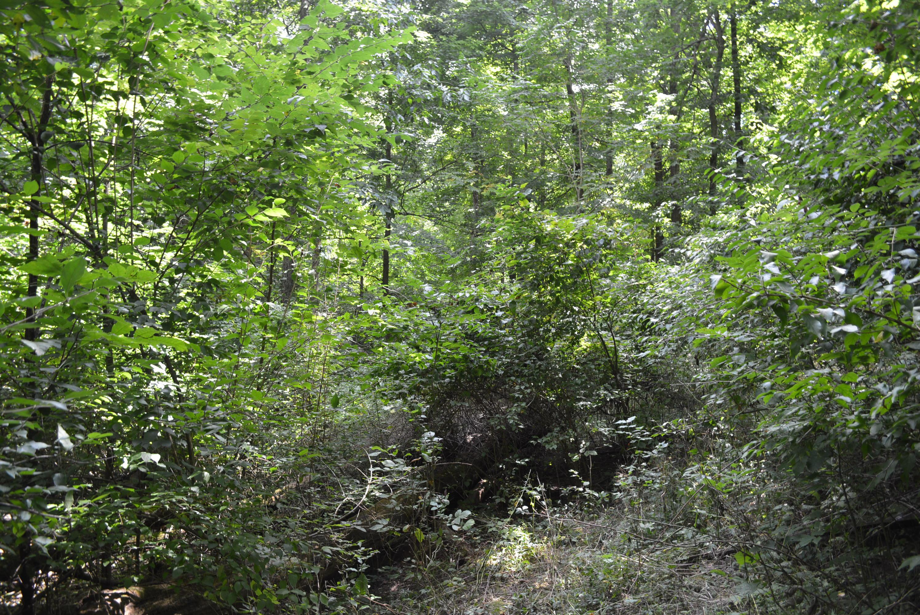 0 Gray Road Cable, OH 43009 - Photo 11 of 17