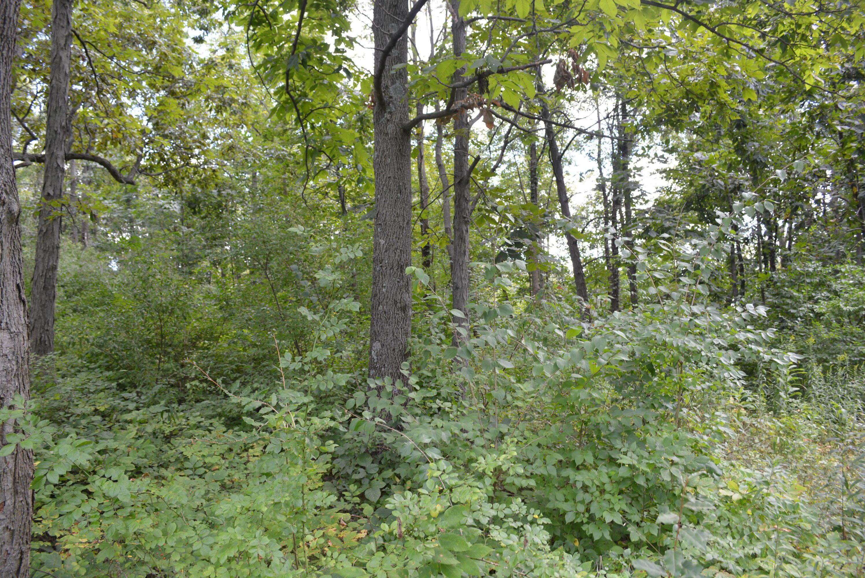 0 Gray Road Cable, OH 43009 - Photo 4 of 17