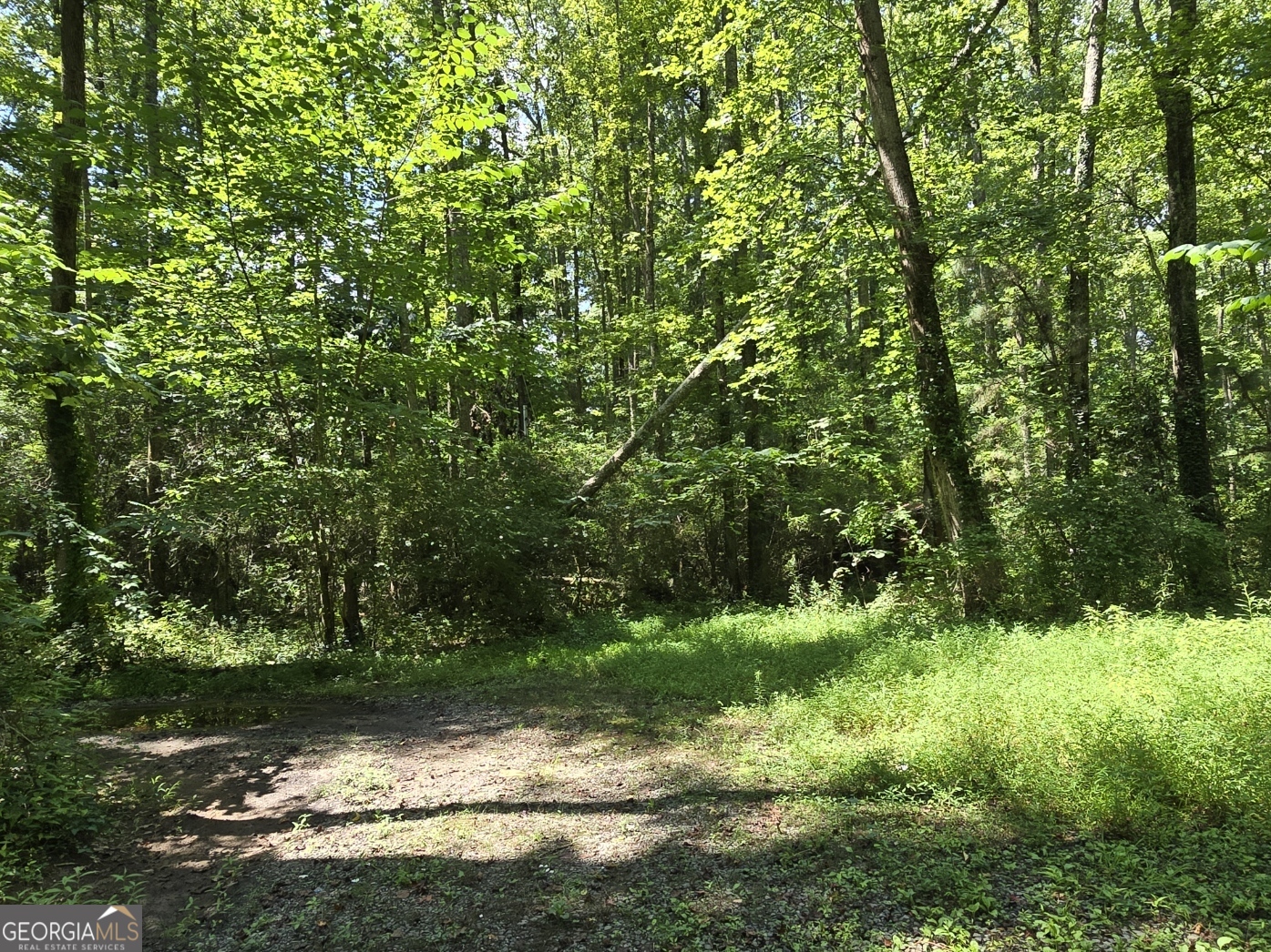 a view of a tree in a yard