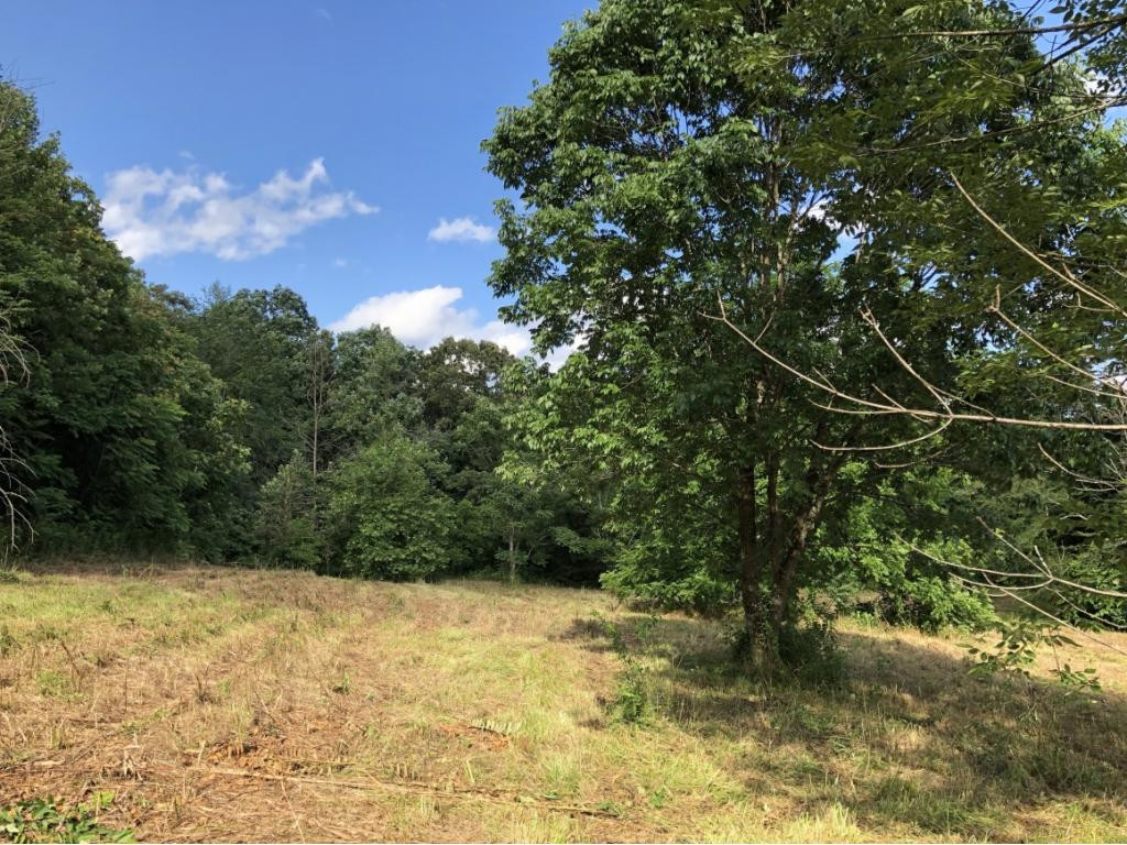 0 Long Creek Road Del Rio, TN 37727 - Photo 5 of 24 Photo 5