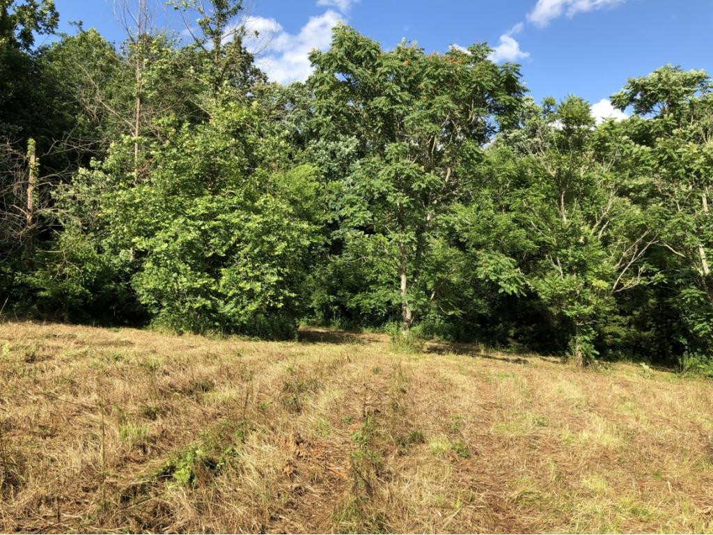 0 Long Creek Road Del Rio, TN 37727 - Photo 6 of 24 Photo 6
