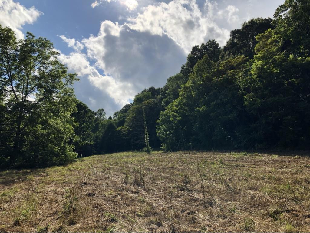 0 Long Creek Road Del Rio, TN 37727 - Photo 7 of 24 Photo 7
