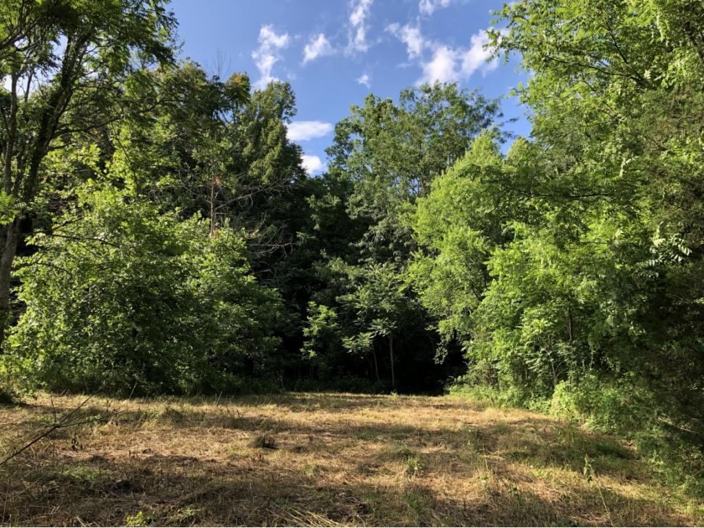 0 Long Creek Road Del Rio, TN 37727 - Photo 9 of 24 Photo 9