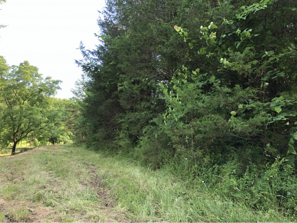 0 Long Creek Road Del Rio, TN 37727 - Photo 10 of 24 Photo 10