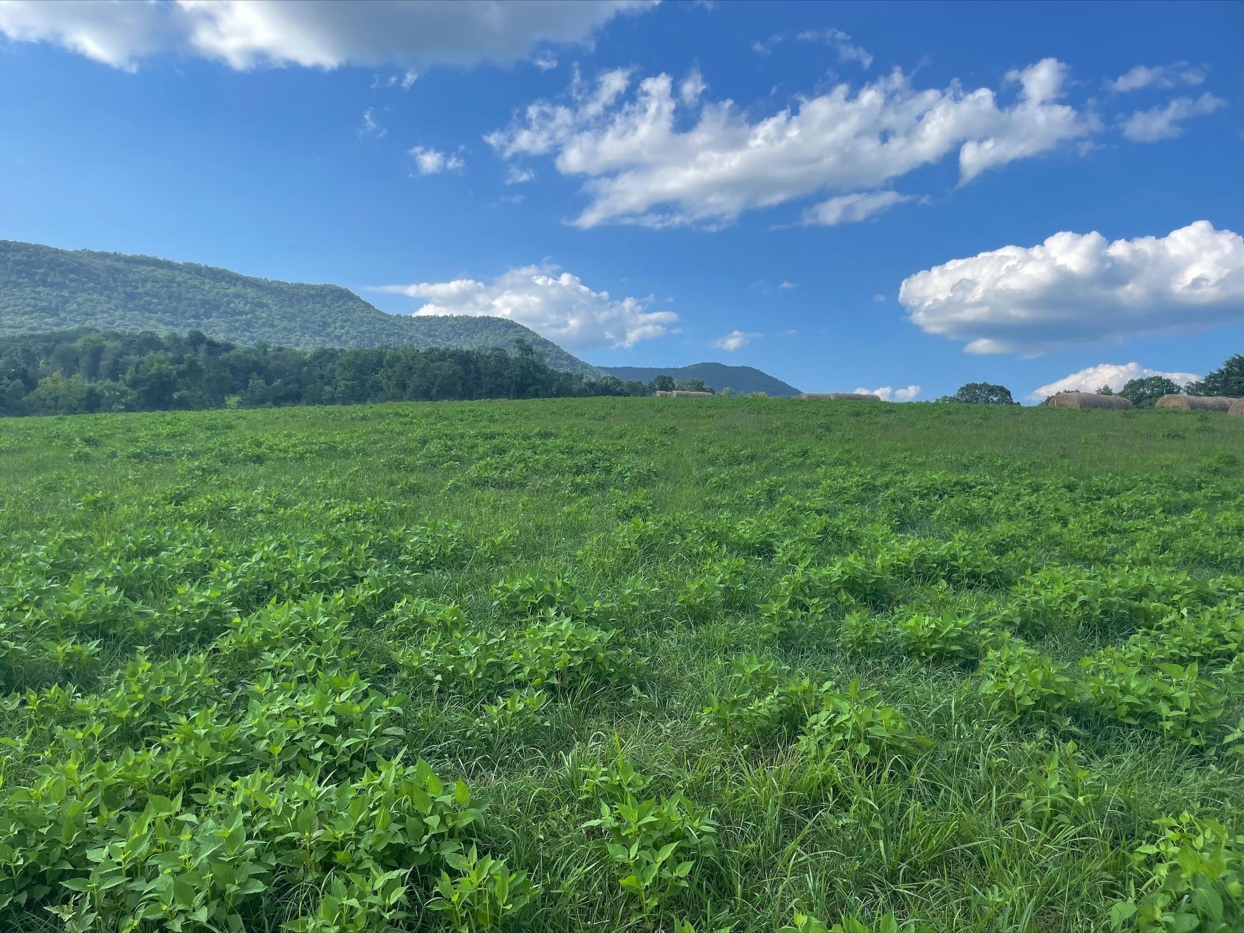 Off Off Galloway Spring Lane Shenandoah, VA 22849 - Photo 1 of 13 Gallery Image 1