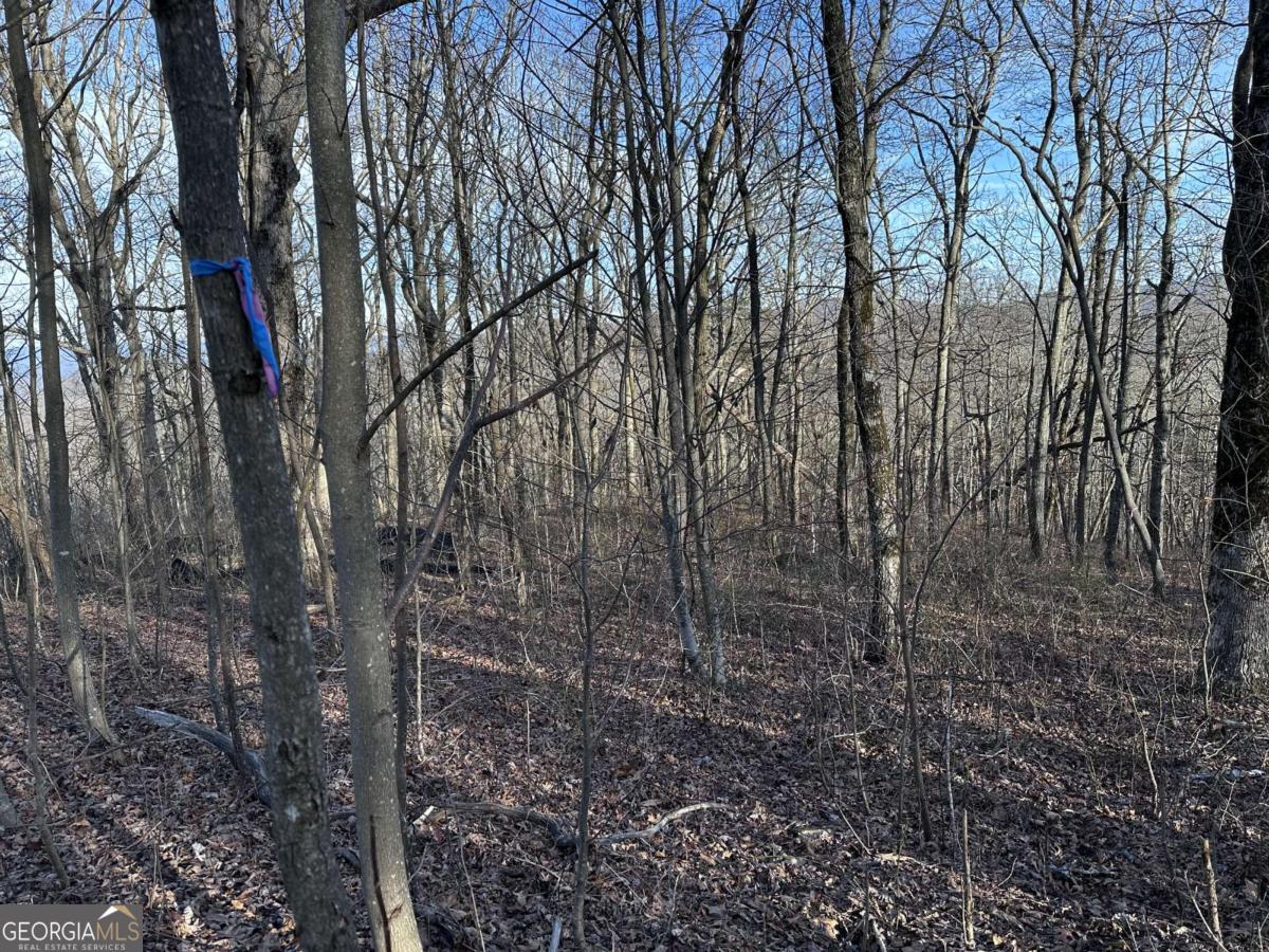 275 Andes Ridge Talking Rock, GA 30175 - Photo 6 of 22 a backyard of a house with lots of trees